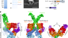 Architecture of the mycobacterial type VII secretion system