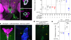 A glucose-sensing neuron pair regulates insulin and glucagon in Drosophila