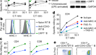 Mechanism of EBV inducing anti-tumour immunity and its therapeutic use