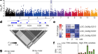Genomic basis of geographical adaptation to soil nitrogen in rice