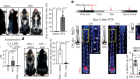 Hyperactivation of sympathetic nerves drives depletion of melanocyte stem cells