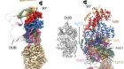 Structure of SAGA and mechanism of TBP deposition on gene promoters
