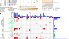 Analyses of non-coding somatic drivers in 2,658 cancer whole genomes
