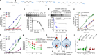 ATP13A2 deficiency disrupts lysosomal polyamine export