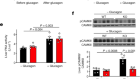 Glucagon stimulates gluconeogenesis by INSP3R1-mediated hepatic lipolysis