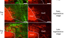 Injured adult neurons regress to an embryonic transcriptional growth state