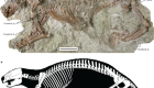 Skeleton of a Cretaceous mammal from Madagascar reflects long-term insularity