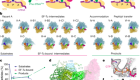Cryo-EM of elongating ribosome with EF-Tu•GTP elucidates tRNA proofreading