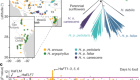Massive haplotypes underlie ecotypic differentiation in sunflowers