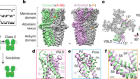 Irritant-evoked activation and calcium modulation of the TRPA1 receptor