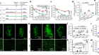 A leptin–BDNF pathway regulating sympathetic innervation of adipose tissue