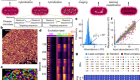 Highly multiplexed spatial mapping of microbial communities