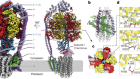 Structure of mycobacterial ATP synthase bound to the tuberculosis drug bedaquiline