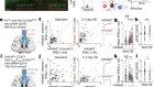 Bidirectional perisomatic inhibitory plasticity of a Fos neuronal network