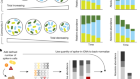 Multi-kingdom ecological drivers of microbiota assembly in preterm infants