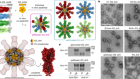 Quadrivalent influenza nanoparticle vaccines induce broad protection