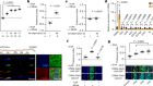 Response of the microbiome–gut–brain axis in Drosophila to amino acid deficit