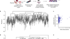 Lineage tracing of human development through somatic mutations