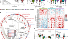 Caloric restriction disrupts the microbiota and colonization resistance