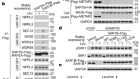 SAR1B senses leucine levels to regulate mTORC1 signalling