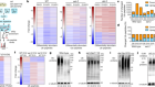 Rewiring of the ubiquitinated proteome determines ageing in C. elegans