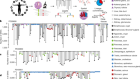 Extensive phylogenies of human development inferred from somatic mutations