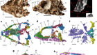 A Triassic stem lepidosaur illuminates the origin of lizard-like reptiles