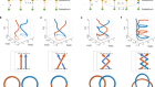 Topological complex-energy braiding of non-Hermitian bands