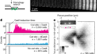 RecA finds homologous DNA by reduced dimensionality search