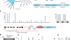 Programmable RNA targeting with the single-protein CRISPR effector Cas7-11