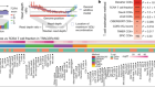 Using DNA sequencing data to quantify T cell fraction and therapy response