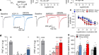 Positive allosteric mechanisms of adenosine A1 receptor-mediated analgesia