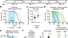 Circadian autophagy drives iTRF-mediated longevity