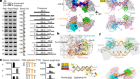 Mechanism for Cas4-assisted directional spacer acquisition in CRISPR–Cas