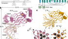 Structural basis of cytokine-mediated activation of ALK family receptors