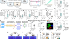 Neural control of affiliative touch in prosocial interaction