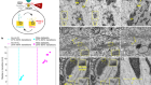 An open-access volume electron microscopy atlas of whole cells and tissues