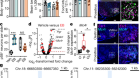 Oestrogen engages brain MC4R signalling to drive physical activity in female mice