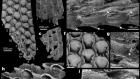 Fossil evidence unveils an early Cambrian origin for Bryozoa