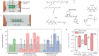 High-frequency and intrinsically stretchable polymer diodes