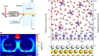 In situ Raman spectroscopy reveals the structure and dissociation of interfacial water