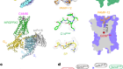 Structure, function and pharmacology of human itch receptor complexes