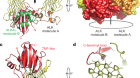 Structural basis for ligand reception by anaplastic lymphoma kinase