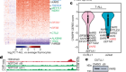 Valine tRNA levels and availability regulate complex I assembly in leukaemia