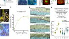 Monocotyledonous plants graft at the embryonic root–shoot interface