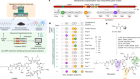 A naturally inspired antibiotic to target multidrug-resistant pathogens