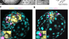 Human blastoids model blastocyst development and implantation