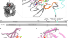 Structural insights into inhibitor regulation of the DNA repair protein DNA-PKcs