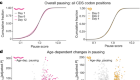 Ageing exacerbates ribosome pausing to disrupt cotranslational proteostasis