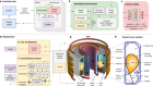 Magnetic control of tokamak plasmas through deep reinforcement learning